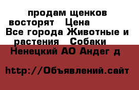 продам щенков восторят › Цена ­ 7 000 - Все города Животные и растения » Собаки   . Ненецкий АО,Андег д.